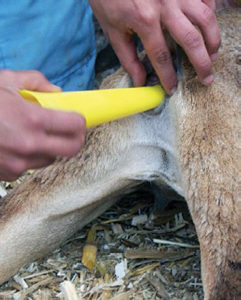 Sheep Artificial Insemination